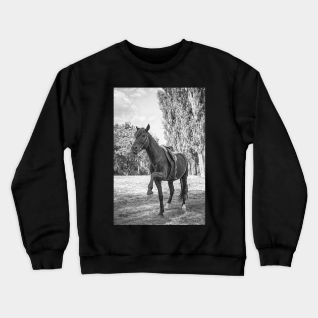 Beautiful Black Horse Crewneck Sweatshirt by KanysDenti